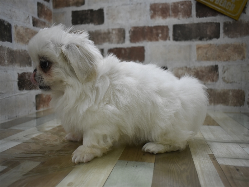 香川県のペキニーズ (ワンラブゆめタウン三豊店/2025年11月6日生まれ/女の子/ホワイト)の子犬の3枚目の画像