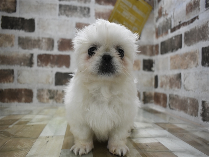 香川県のペキニーズ (ワンラブゆめタウン三豊店/2025年11月6日生まれ/女の子/ホワイト)の子犬の2枚目の画像