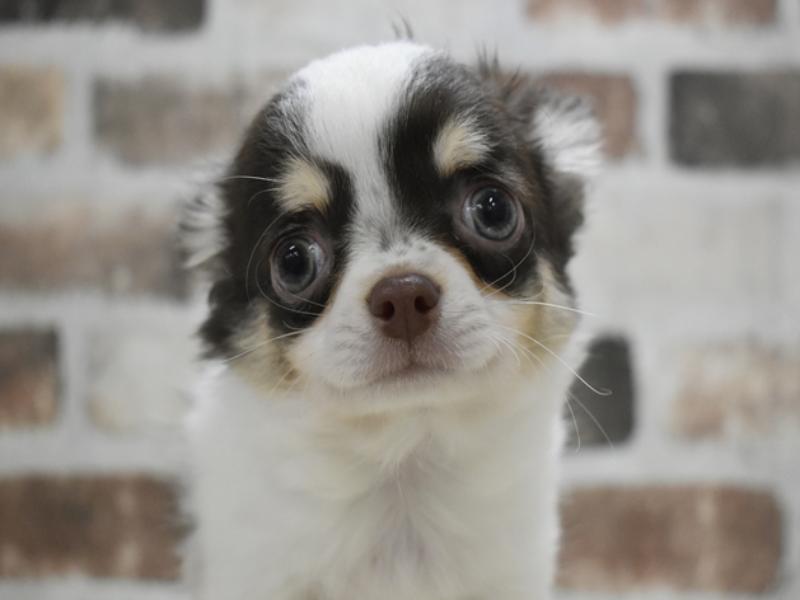 愛知県のチワワ(ロング) (ワンラブ名古屋守山インター総本店/2025年11月4日生まれ/男の子/チョコレートタンホワイト)の子犬の1枚目の画像