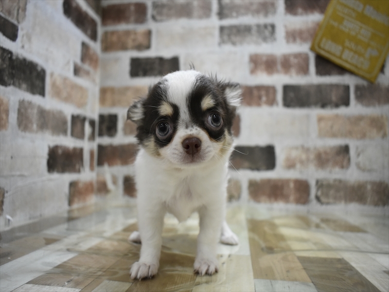 愛知県のチワワ(ロング) (ワンラブ名古屋守山インター総本店/2025年11月4日生まれ/男の子/チョコレートタンホワイト)の子犬の2枚目の画像