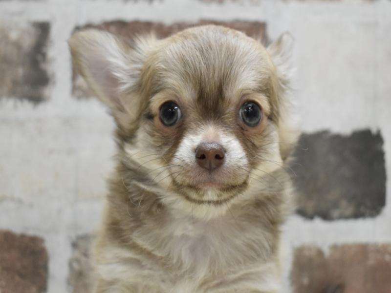愛知県のチワワ(ロング) (ワンラブ名古屋守山インター総本店/2025年11月9日生まれ/男の子/フォーン)の子犬の1枚目の画像