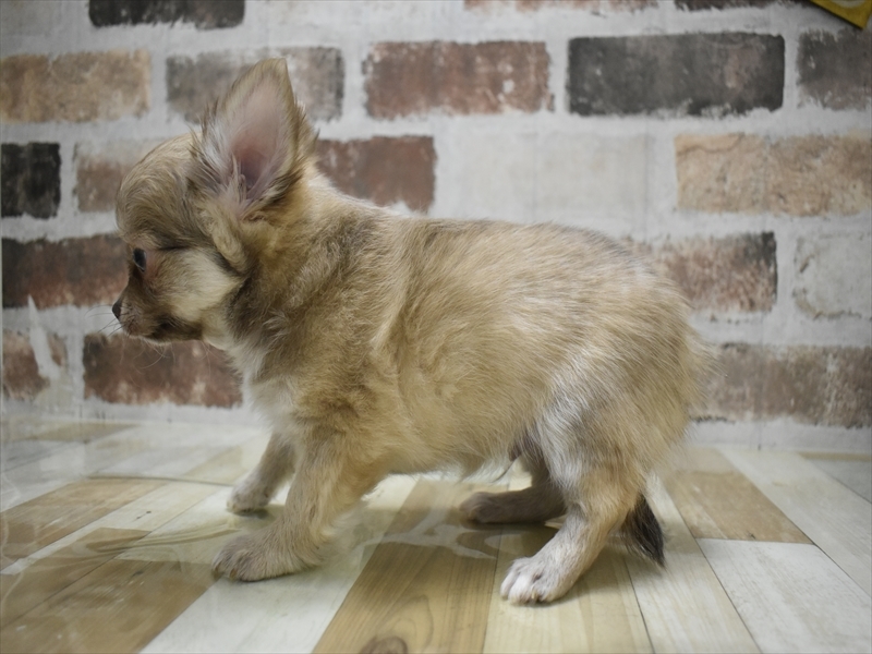 愛知県のチワワ(ロング) (ワンラブ名古屋守山インター総本店/2025年11月9日生まれ/男の子/フォーン)の子犬の3枚目の画像
