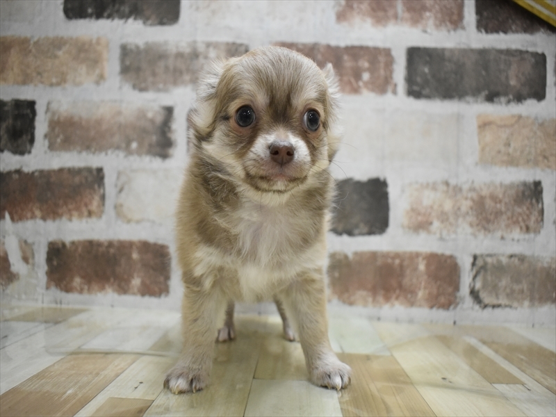 愛知県のチワワ(ロング) (ワンラブ名古屋守山インター総本店/2025年11月9日生まれ/男の子/フォーン)の子犬の2枚目の画像