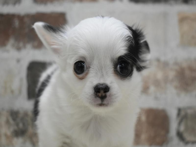 愛知県のチワワ(ロング) (ワンラブ名古屋守山インター総本店/2025年11月9日生まれ/女の子/ホワイトブラック)の子犬の1枚目の画像