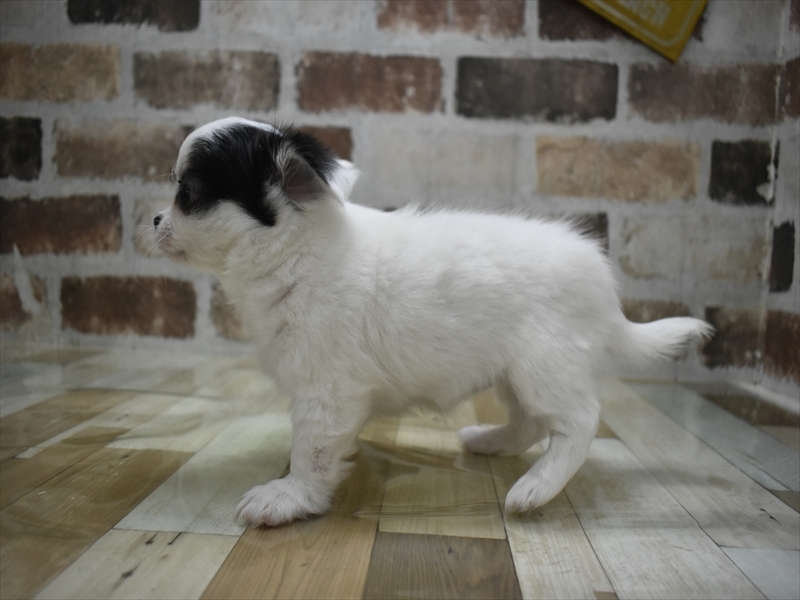 愛知県のチワワ(ロング) (ワンラブ名古屋守山インター総本店/2025年11月9日生まれ/女の子/ホワイトブラック)の子犬の3枚目の画像