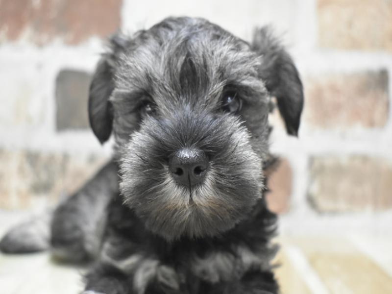 愛知県のミニチュアシュナウザー (ワンラブ名古屋守山インター総本店/2025年11月7日生まれ/女の子/ソルトペッパー)の子犬の1枚目の画像