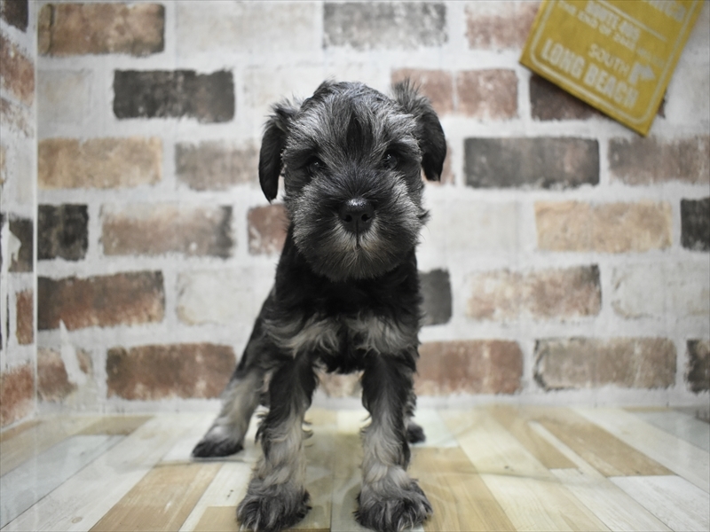 愛知県のミニチュアシュナウザー (ワンラブ名古屋守山インター総本店/2025年11月7日生まれ/女の子/ソルトペッパー)の子犬の2枚目の画像