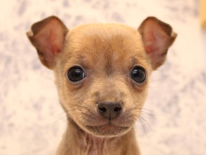 鳥取県のハーフ犬・ミックス犬 (ワンラブカインズ鳥取店/2025年11月3日生まれ/男の子/ブルーフォーン)の子犬の1枚目の画像