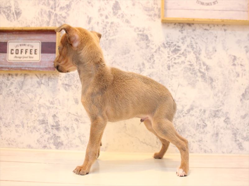 鳥取県のハーフ犬・ミックス犬 (ワンラブカインズ鳥取店/2025年11月3日生まれ/男の子/ブルーフォーン)の子犬の3枚目の画像