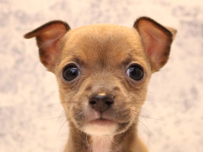 群馬県のハーフ犬・ミックス犬 (ワンラブスマーク伊勢崎店/2025年11月3日生まれ/女の子/ブルーフォーン)の子犬の1枚目の画像