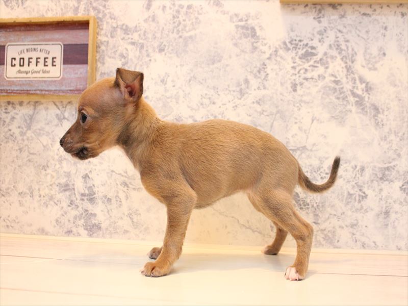 群馬県のハーフ犬・ミックス犬 (ワンラブスマーク伊勢崎店/2025年11月3日生まれ/女の子/ブルーフォーン)の子犬の3枚目の画像