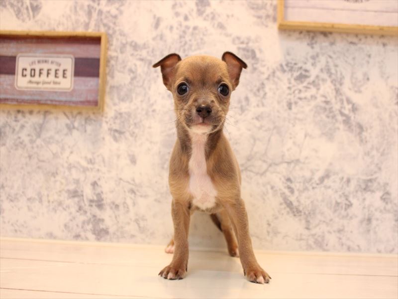 群馬県のハーフ犬・ミックス犬 (ワンラブスマーク伊勢崎店/2025年11月3日生まれ/女の子/ブルーフォーン)の子犬の2枚目の画像