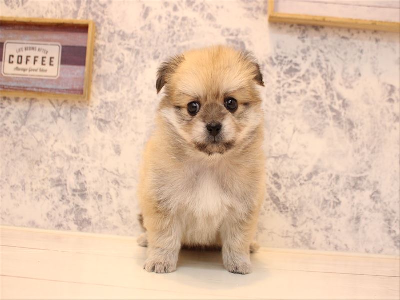 埼玉県のペキポメ/ポメペキ(ペキニーズ×ポメラニアン) (ワンラブ埼玉寄居店/2025年11月8日生まれ/男の子/フォーン)の子犬の2枚目の画像