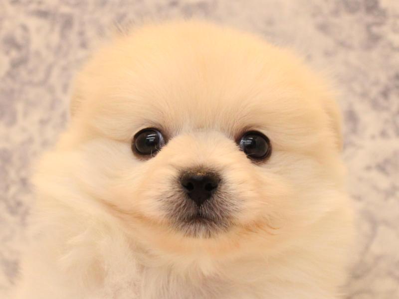 神奈川県のペキポメ/ポメペキ(ペキニーズ×ポメラニアン) (ワンラブCoaska Bayside横須賀店/2025年11月8日生まれ/男の子/ホワイトクリーム)の子犬の1枚目の画像