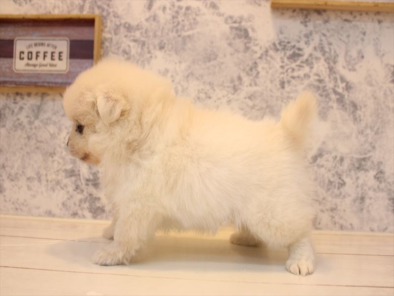 神奈川県のペキポメ/ポメペキ(ペキニーズ×ポメラニアン) (ワンラブCoaska Bayside横須賀店/2025年11月8日生まれ/男の子/ホワイトクリーム)の子犬の3枚目の画像