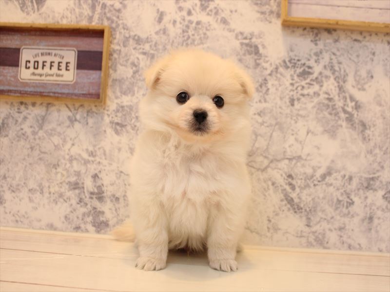 神奈川県のペキポメ/ポメペキ(ペキニーズ×ポメラニアン) (ワンラブCoaska Bayside横須賀店/2025年11月8日生まれ/男の子/ホワイトクリーム)の子犬の2枚目の画像