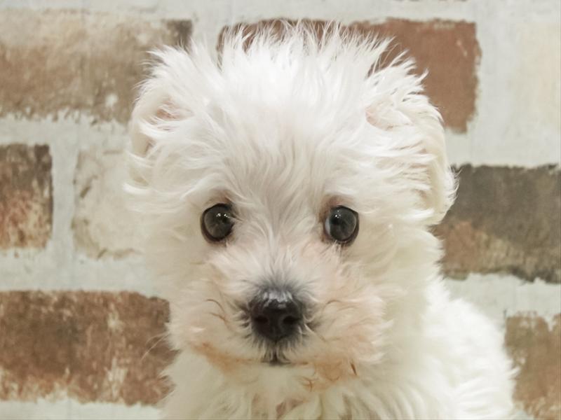 愛知県のシュナプー(シュナウザー×プードル) (ワンラブホームセンターバロー千音寺店(FC)/2025年11月7日生まれ/男の子/ホワイト)の子犬の1枚目の画像