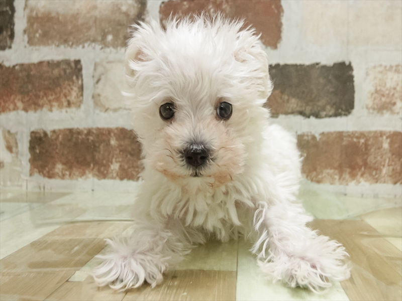 愛知県のシュナプー(シュナウザー×プードル) (ワンラブホームセンターバロー千音寺店(FC)/2025年11月7日生まれ/男の子/ホワイト)の子犬の3枚目の画像