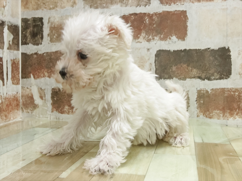 愛知県のシュナプー(シュナウザー×プードル) (ワンラブホームセンターバロー千音寺店(FC)/2025年11月7日生まれ/男の子/ホワイト)の子犬の2枚目の画像