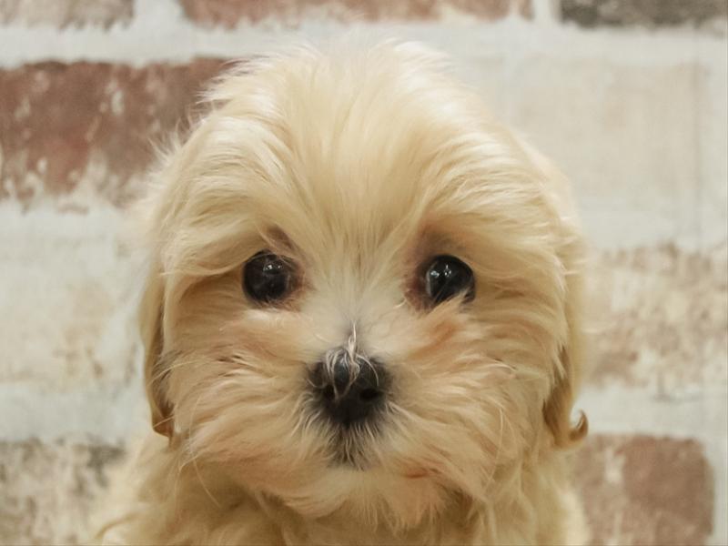 愛知県のマルプー(マルチーズ×プードル) (ワンラブ名古屋守山インター総本店/2025年11月8日生まれ/女の子/クリーム)の子犬の1枚目の画像