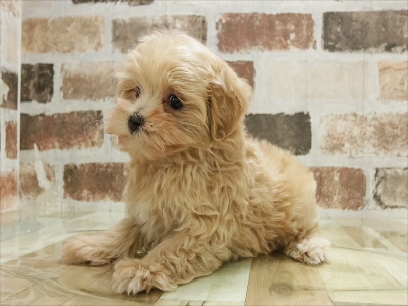 愛知県のマルプー(マルチーズ×プードル) (ワンラブ名古屋守山インター総本店/2025年11月8日生まれ/女の子/クリーム)の子犬の2枚目の画像