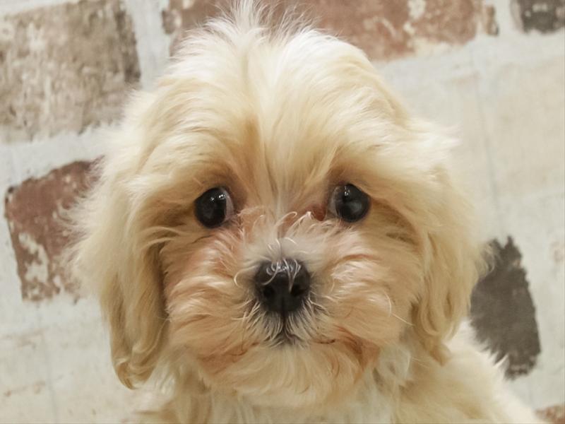 愛知県のマルプー(マルチーズ×プードル) (ワンラブ名古屋守山インター総本店/2025年11月8日生まれ/男の子/クリーム)の子犬の1枚目の画像