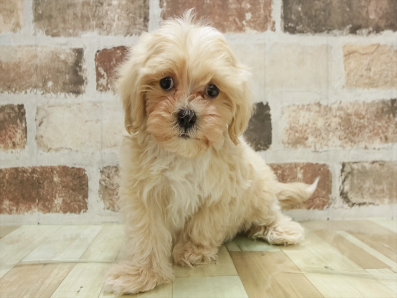 愛知県のマルプー(マルチーズ×プードル) (ワンラブ名古屋守山インター総本店/2025年11月8日生まれ/男の子/クリーム)の子犬の3枚目の画像