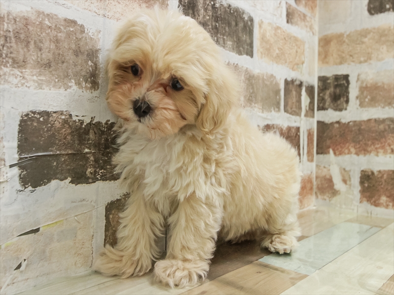 愛知県のマルプー(マルチーズ×プードル) (ワンラブ名古屋守山インター総本店/2025年11月8日生まれ/男の子/クリーム)の子犬の2枚目の画像