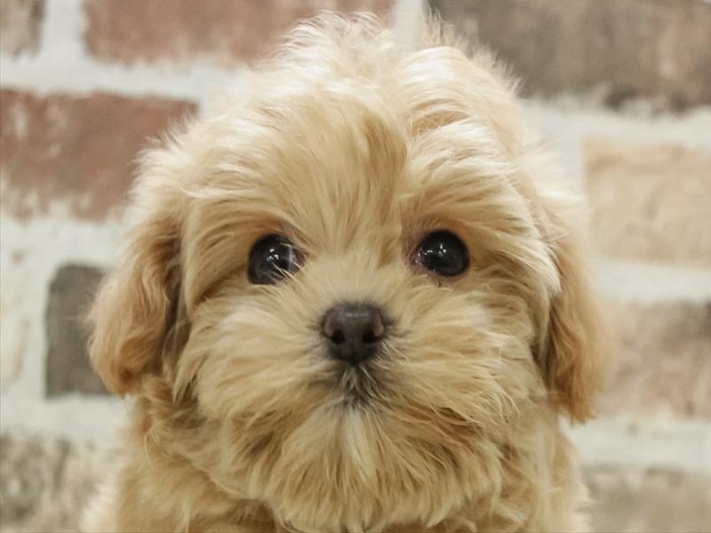 愛知県のマルプー(マルチーズ×プードル) (ワンラブららぽーと安城店/2025年11月9日生まれ/男の子/アプリコット)の子犬の1枚目の画像