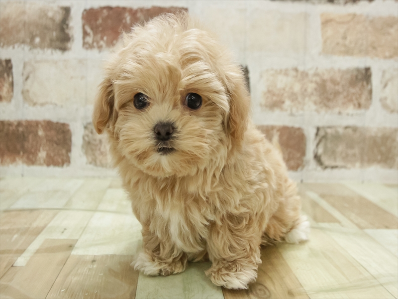 愛知県のマルプー(マルチーズ×プードル) (ワンラブららぽーと安城店/2025年11月9日生まれ/男の子/アプリコット)の子犬の3枚目の画像