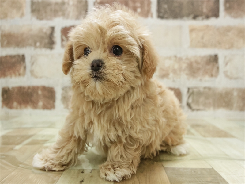 愛知県のマルプー(マルチーズ×プードル) (ワンラブららぽーと安城店/2025年11月9日生まれ/男の子/アプリコット)の子犬の2枚目の画像