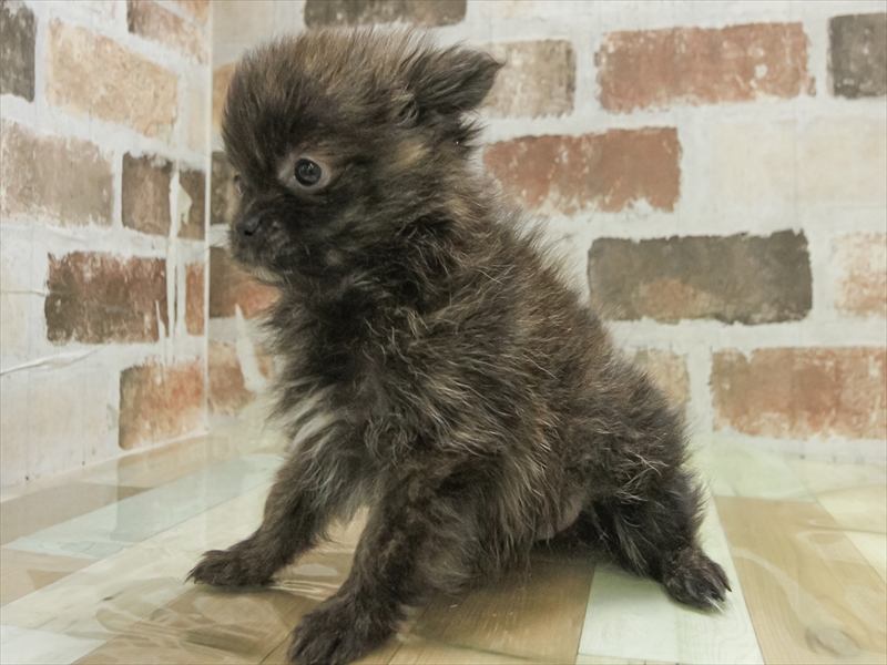 愛知県のポメラニアン (ワンラブ名古屋守山インター総本店/2025年11月9日生まれ/女の子/ブリンドル)の子犬の2枚目の画像