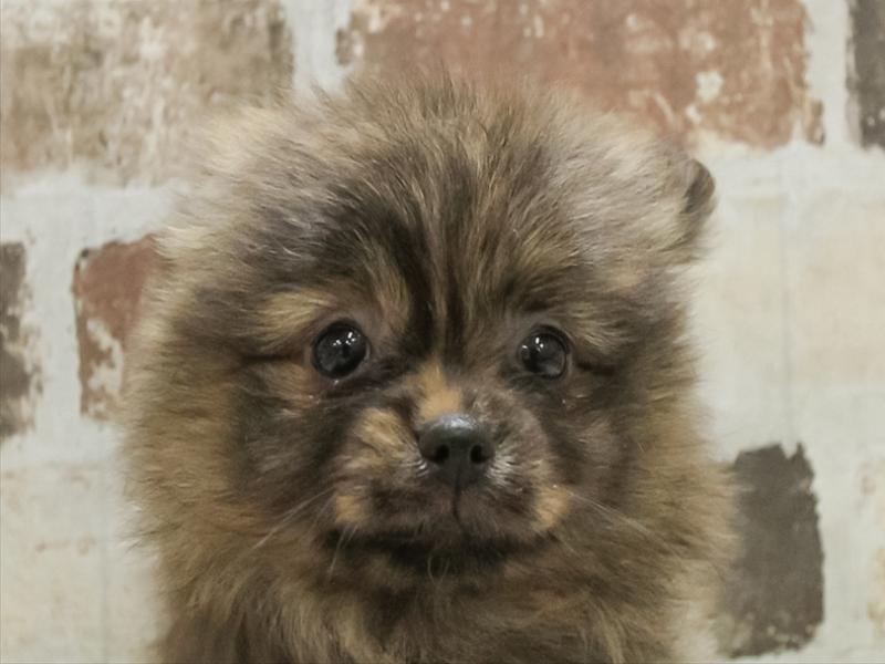 香川県のポメラニアン (ワンラブゆめタウン三豊店/2025年11月9日生まれ/女の子/ブリンドル)の子犬の1枚目の画像