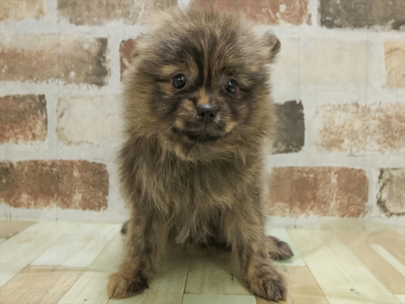 香川県のポメラニアン (ワンラブゆめタウン三豊店/2025年11月9日生まれ/女の子/ブリンドル)の子犬の3枚目の画像