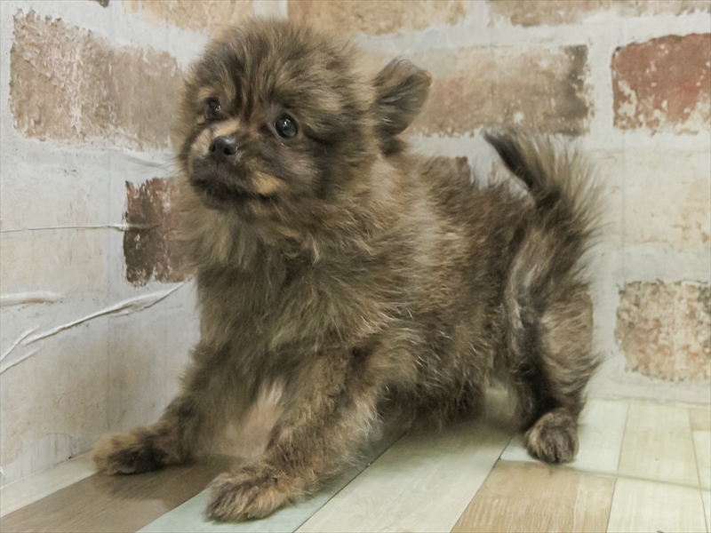 香川県のポメラニアン (ワンラブゆめタウン三豊店/2025年11月9日生まれ/女の子/ブリンドル)の子犬の2枚目の画像