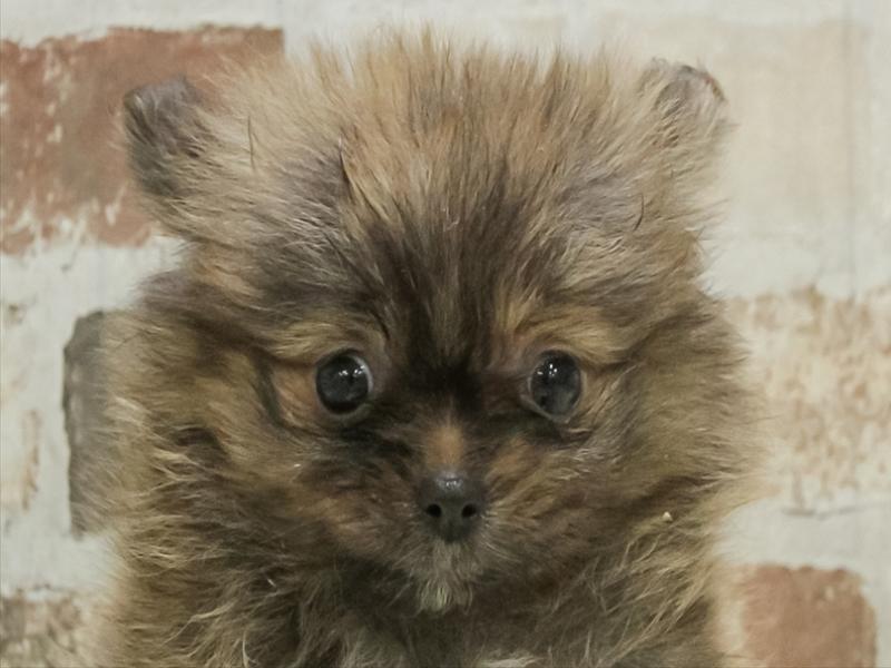 福岡県のポメラニアン (ワンラブ福岡総本店/2025年11月9日生まれ/女の子/ブリンドル)の子犬の1枚目の画像