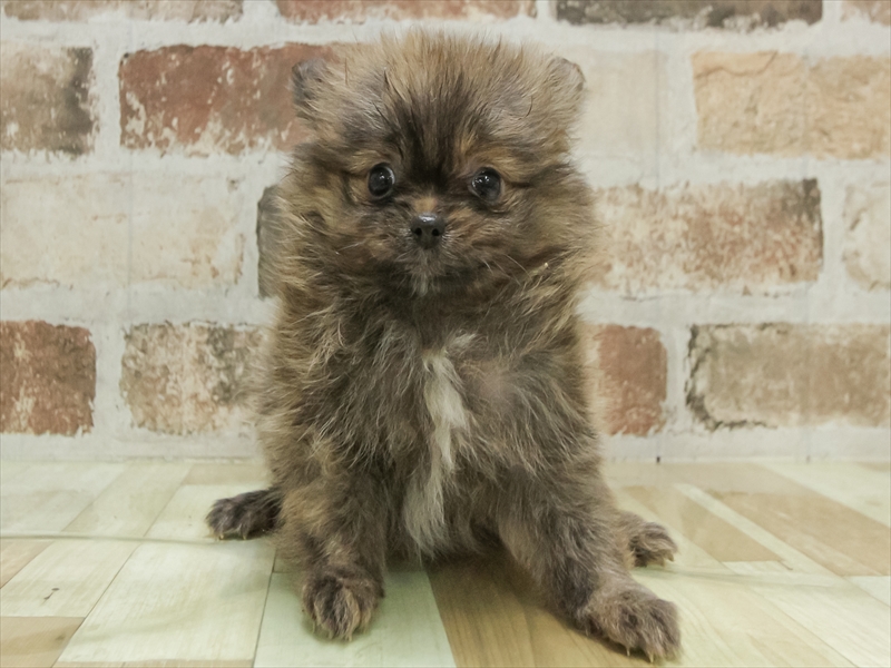 福岡県のポメラニアン (ワンラブ福岡総本店/2025年11月9日生まれ/女の子/ブリンドル)の子犬の3枚目の画像