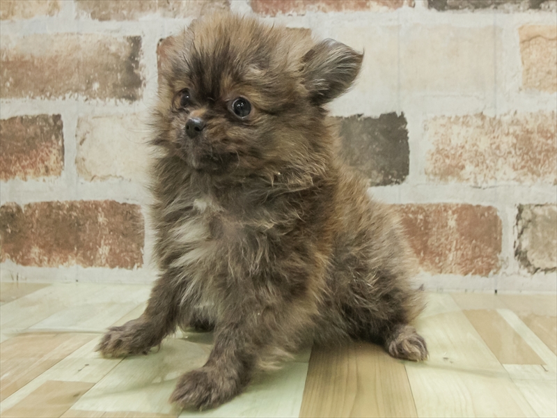 福岡県のポメラニアン (ワンラブ福岡総本店/2025年11月9日生まれ/女の子/ブリンドル)の子犬の2枚目の画像