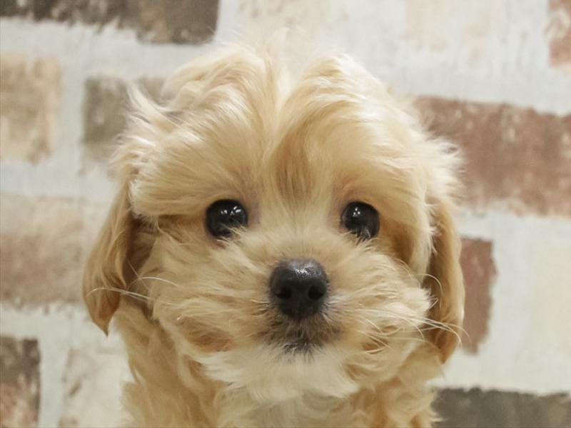 愛知県のマルプー(マルチーズ×プードル) (ワンラブ名古屋守山インター総本店/2025年11月10日生まれ/男の子/アプリコット)の子犬の1枚目の画像