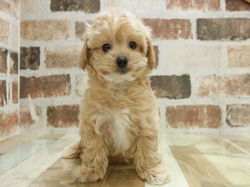 愛知県のマルプー(マルチーズ×プードル) (ワンラブ名古屋守山インター総本店/2025年11月10日生まれ/男の子/アプリコット)の子犬の3枚目の画像