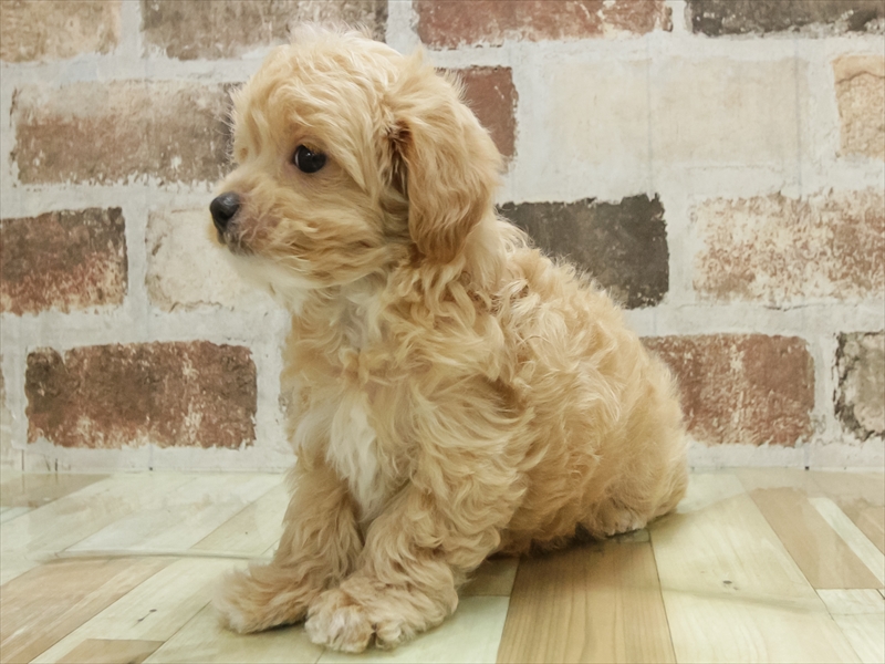 愛知県のマルプー(マルチーズ×プードル) (ワンラブ名古屋守山インター総本店/2025年11月10日生まれ/男の子/アプリコット)の子犬の2枚目の画像