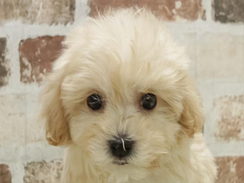愛知県のマルプー(マルチーズ×プードル) (ワンラブ名古屋守山インター総本店/2025年11月10日生まれ/男の子/クリーム)の子犬の1枚目の画像