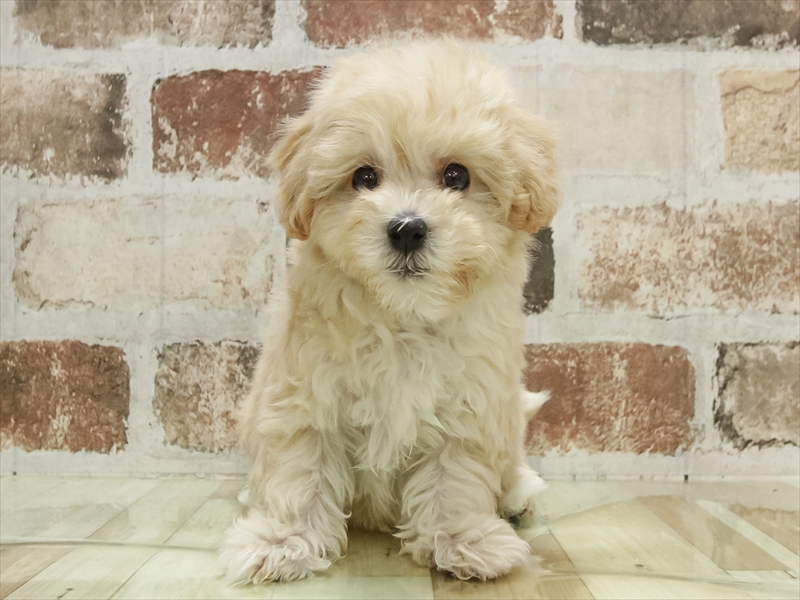 愛知県のマルプー(マルチーズ×プードル) (ワンラブ名古屋守山インター総本店/2025年11月10日生まれ/男の子/クリーム)の子犬の3枚目の画像