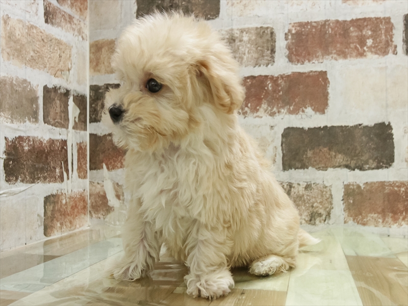 愛知県のマルプー(マルチーズ×プードル) (ワンラブ名古屋守山インター総本店/2025年11月10日生まれ/男の子/クリーム)の子犬の2枚目の画像