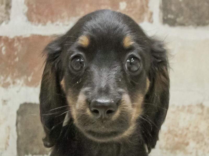 石川県のミニチュアダックスフンド(ロング) (ワンラブイオンタウン金沢示野店/2025年11月10日生まれ/男の子/ブラックタン)の子犬の1枚目の画像