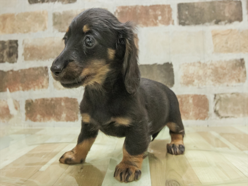 石川県のミニチュアダックスフンド(ロング) (ワンラブイオンタウン金沢示野店/2025年11月10日生まれ/男の子/ブラックタン)の子犬の2枚目の画像