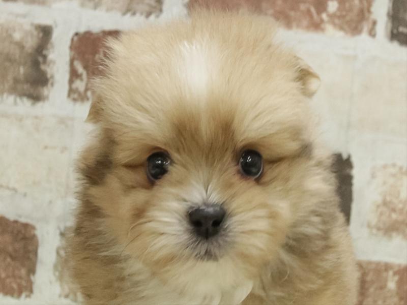 愛知県のポメズー/ポメシーズ(ポメラニアン×シーズー) (ワンラブ名古屋守山インター総本店/2025年11月11日生まれ/男の子/フォーン)の子犬の1枚目の画像