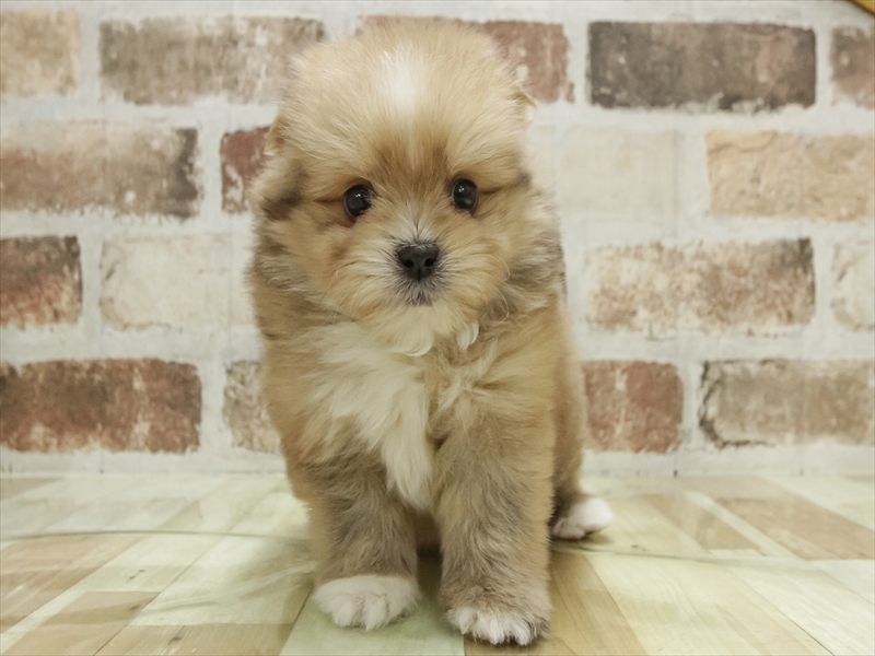 愛知県のポメズー/ポメシーズ(ポメラニアン×シーズー) (ワンラブ名古屋守山インター総本店/2025年11月11日生まれ/男の子/フォーン)の子犬の3枚目の画像