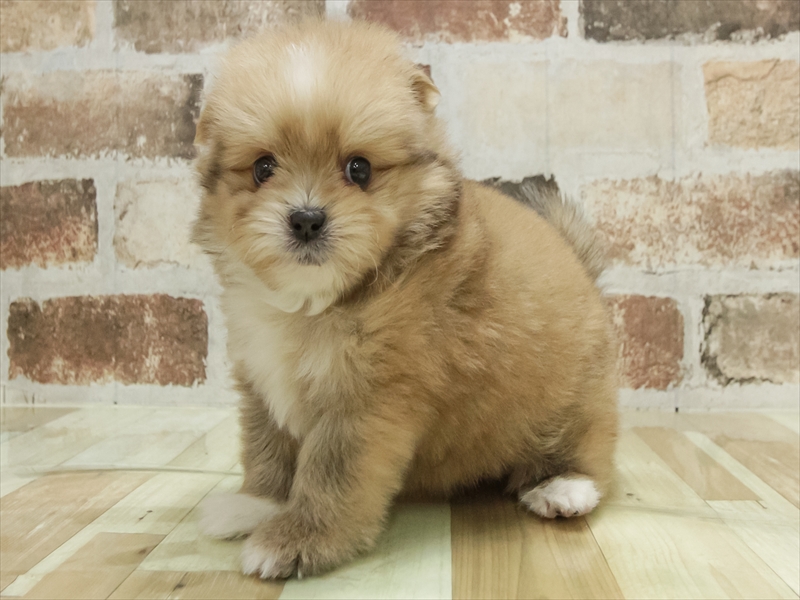 愛知県のポメズー/ポメシーズ(ポメラニアン×シーズー) (ワンラブ名古屋守山インター総本店/2025年11月11日生まれ/男の子/フォーン)の子犬の2枚目の画像