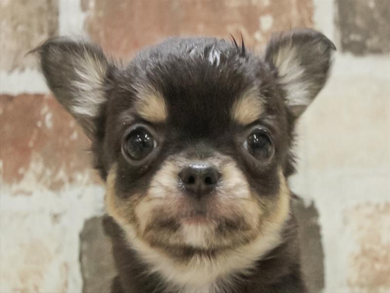 愛知県のチワワ(ロング) (ワンラブ名古屋守山インター総本店/2025年11月11日生まれ/女の子/ブラックタン)の子犬の1枚目の画像